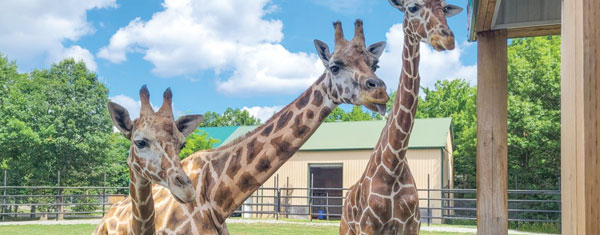 Safari Niagara - Attractions - Niagara Falls Valentine's Day